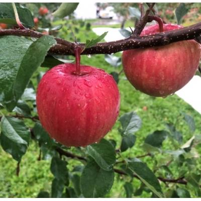 ふるさと納税 滝川市 令和4年出荷受付 ひめかみりんご 2021年春の 約4kg 11周年記念イベントが