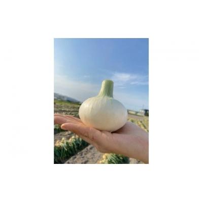 ふるさと納税 南あわじ市 【先行受付!】【ケンちゃんファーム】特別栽培真っ白な白たまねぎ 10kgの画像