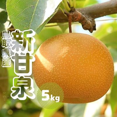 ふるさと納税 江府町 新甘泉 5kg前後 梨 鳥取県産 先行受付 2026年秋収穫分 なし 5キロ TM28 0684
