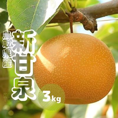 ふるさと納税 江府町 新甘泉 3kg前後 梨 鳥取県産 先行受付 2026年秋収穫分 なし 3キロ TM29 0685
