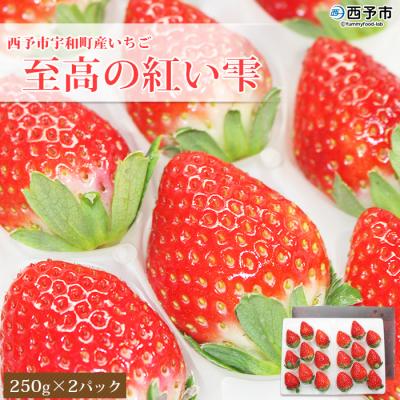 ふるさと納税 西予市 <いちご 至高の紅い雫 500g(250g×2パック)> 西予市宇和町産 果物 苺 イチゴ フルーツ