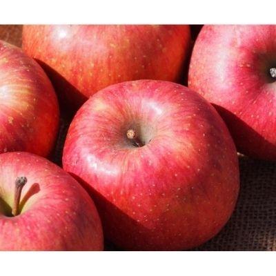 ふるさと納税 福島市 値頃 あづま果樹園 新しいスタイル りんご No.0151 2022年度発送 サンふじ 約3kg
