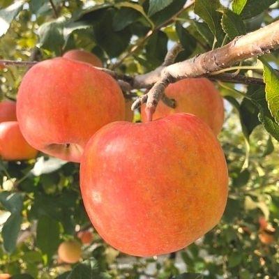 ふるさと納税 福島市 あづま果樹園 りんご 2022年度発送 最大87％オフ こうとく 約1kg セットアップ No.1301