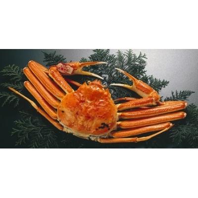 ふるさと納税 鳥取市 浜茹で特選とっとり松葉ガニ(特大)(山根商店)