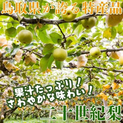 ふるさと納税 八頭町 【2026年発送】二十世紀梨 特選3kg_1