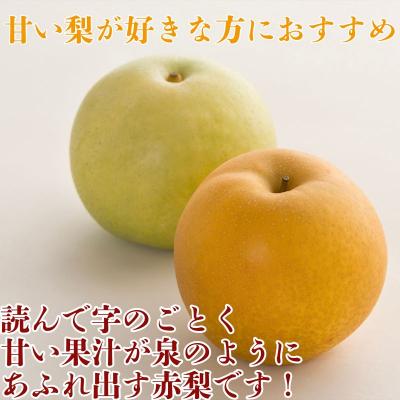 ふるさと納税 八頭町 【2025年発送】プレミアム新甘泉 5kg