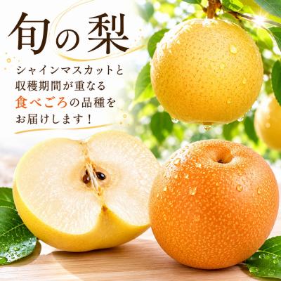 ふるさと納税 八頭町 シャインマスカットと旬の梨セット(小)_2