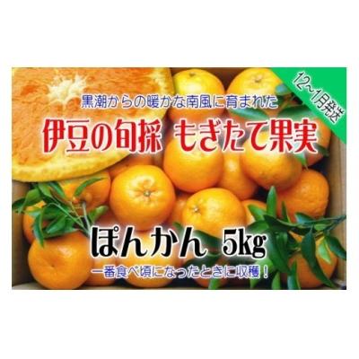 3000円 最大44 Offクーポン ふるさと納税 東伊豆町 もぎたて果実 ぽんかん 5kg A0 収穫体験農園ふたつぼり 柑橘 フルーツ 静岡県