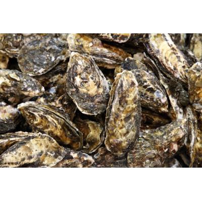 ふるさと納税 2kg 井上勝義商店 もとうお ふるさと納税 鳥取市 鳥取の