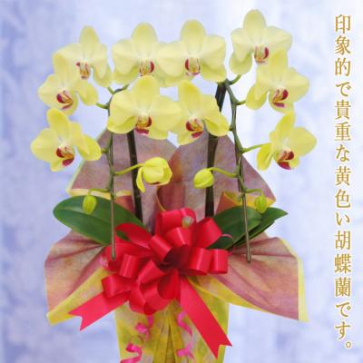 ふるさと納税 富岡市 胡蝶蘭 ザルツマン 2本立ち F20E-257