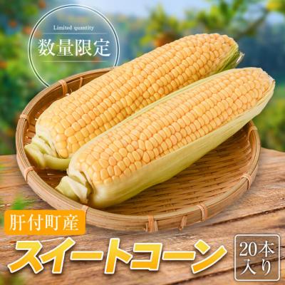 ふるさと納税 肝付町 [先行受付]農家直送!朝採れ スイートコーン