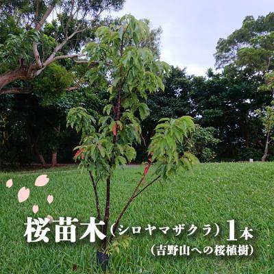 ふるさと納税 吉野町 桜苗木(シロヤマザクラ)1本(吉野山への桜植樹)