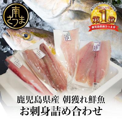 ふるさと納税 南さつま市 [漁師厳選]朝獲れ鮮魚のお刺身詰め合わせ(4種) 冷蔵 鮮魚 生食用