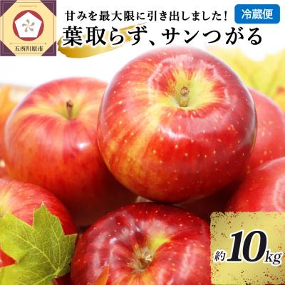 ふるさと納税 五所川原市 [9月発送] りんご 10kg 葉とらず サンつがる 青森県産 [2026年 リンゴ フルーツ]