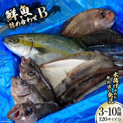 ふるさと納税 気仙沼市 鮮魚 詰め合わせ B 3〜10魚種 120サイズ分 産地直送 旬 魚介 魚 さかな