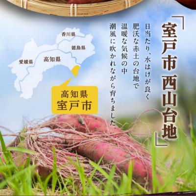 ふるさと納税 室戸市 【11月お届け】【訳あり】西山きんとき芋(サツマイモ) 10kg 新芋|y-sf|03