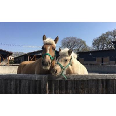 ふるさと納税 鳩山町 ステーブルホースパワー(乗り馬野球クラブ用)引き換え証券(15,000円分)[No.5721-0155]