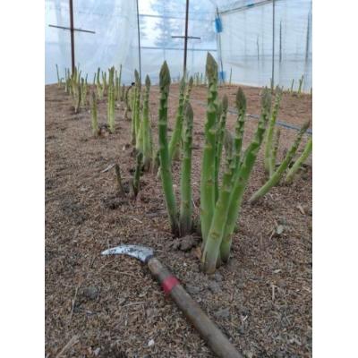 ふるさと納税 由仁町 オーガニック 紫・グリーンアスパラ 食べ比べ 1kg [X01]