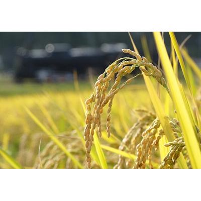 ふるさと納税 阿賀野市 【令和7年産】新潟産コシヒカリ瓢湖米 20kg