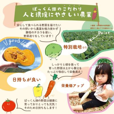 ふるさと納税 四万十市 ぱっくん畑の秋・冬野菜セット約5種類【2024年11月〜2025年2月の間に1回配送 24-054｜y-sf｜03