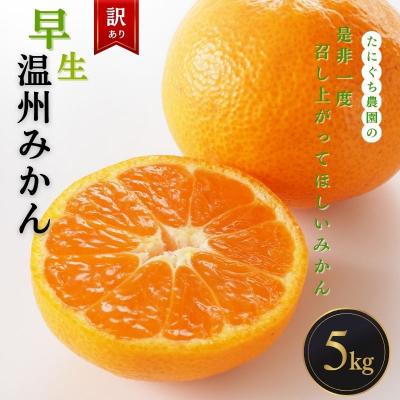 ふるさと納税 紀宝町 訳あり 早生温州みかん(マルチ栽培)5kg[11月中旬〜12月中旬発送][mtn007B]
