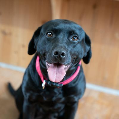 ふるさと納税 宍粟市 宍粟鹿肉100% 中〜大型犬向け犬の無添加おやつ 噛ませたい(ハードタイプ)
