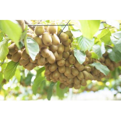 ふるさと納税 善通寺市 善通寺市産「キウイのたまご」24玉 約1.1kg