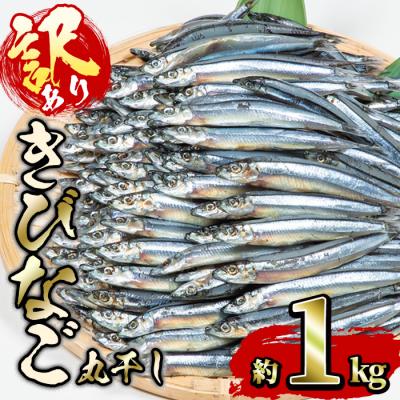 ふるさと納税 佐伯市 &lt;訳あり・業務用&gt;きびなごの丸干し (計約1kg)