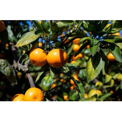 ふるさと納税 香南市 【11月中旬より順次配送】高橋農園 山北みかん3kg(露地・S〜M) th-0023 |  | 03