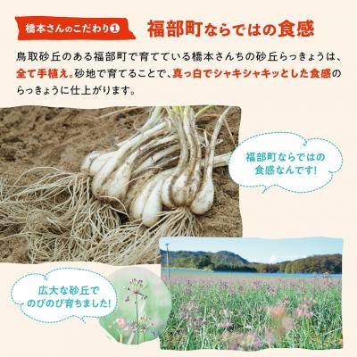ふるさと納税 鳥取市 橋本さんちの根付き生らっきょう 6kg_2