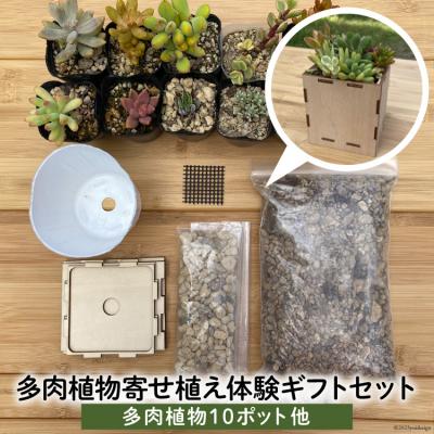 ふるさと納税 砂川市 安心やすらぎ共和国 OASIS REPUBLIC『多肉植物寄せ植え体験ギフトセット』12260374