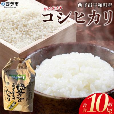 ふるさと納税 西予市 <令和7年産:西予市宇和町産特別栽培米コシヒカリ10kg> コメ ご飯 ゴハン 特産品 こしひかり