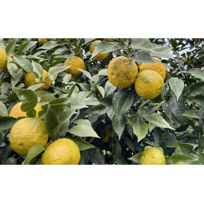 ふるさと納税 愛南町 【訳あり】みかん職人の柚子(ゆず)5kg 柑橘 果物 フルーツ みかん職人武田屋 |  | 01