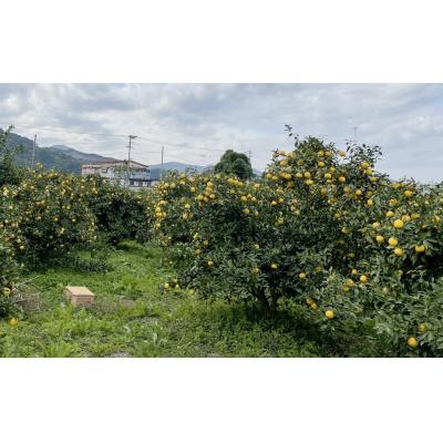 ふるさと納税 愛南町 【訳あり】みかん職人の柚子(ゆず)5kg 柑橘 果物 フルーツ みかん職人武田屋 |  | 02