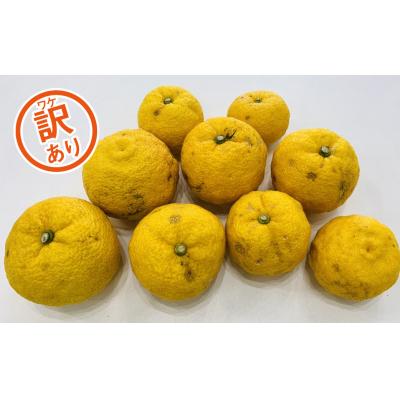 ふるさと納税 愛南町 【訳あり】みかん職人の柚子(ゆず)5kg 柑橘 果物 フルーツ みかん職人武田屋 |  | 03