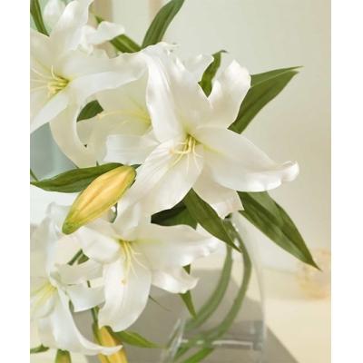 [大特価] ふるさと納税 名張市 カサブランカ　2L　TTNTD93300 【1810765694】(66000円)