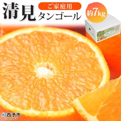 ふるさと納税 西予市 &lt;愛媛県西予市産 清見タンゴール ご家庭用 7kg&gt; 柑橘 果物 フルーツ 果実 特産品