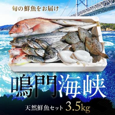 ふるさと納税 鳴門市 鳴門海峡 冷凍鮮魚 セット 3.5kg (魚種:4〜5種)