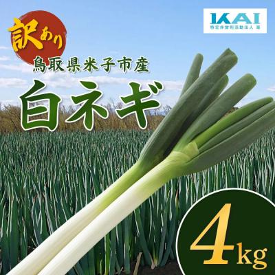 ふるさと納税 米子市 鳥取県産 [訳あり]白ネギ4kg
