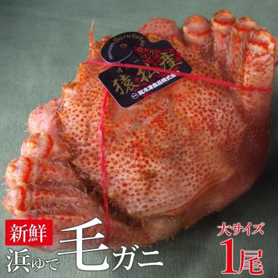 ふるさと納税 猿払村 新鮮浜ゆで毛ガニ(大)×1尾