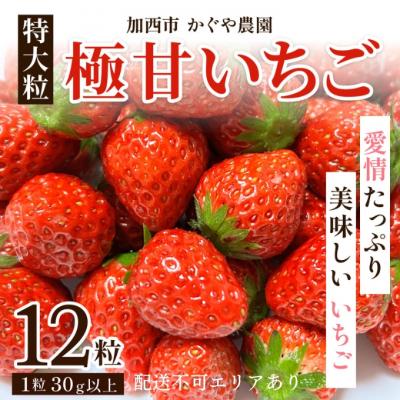 ふるさと納税 加西市 [令和8年産] かぐや農園の極甘 いちご 特大粒 12粒 果物 フルーツ[No5698-1193]