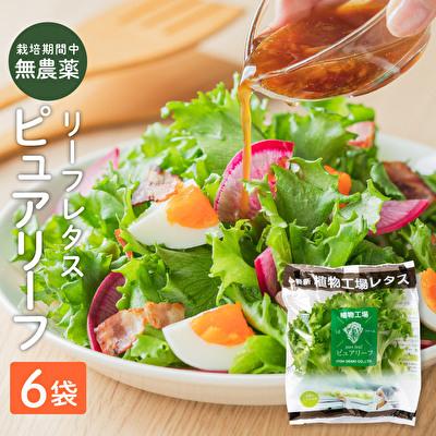 ふるさと納税 加西市 レタス ピュアリーフ 6個入り リーフレタス 栽培期間中 無農薬 新鮮 [No5698-1197]