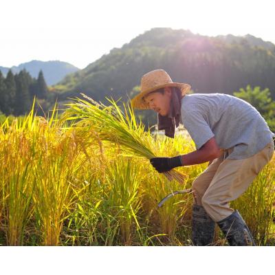 ふるさと納税 上山市 【自然栽培・天日干し】令和5年度産ササニシキ