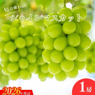 ふるさと納税 福島市 くるま農園 シャインマスカット(1房)[2026年発送 先行受付]No.2503