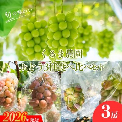 ふるさと納税 福島市 くるま農園 シャインマスカットとぶどう2種(全3房)[2026年発送 先行受付]No.2504
