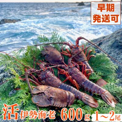 ふるさと納税 室戸市 [天然]活伊勢海老600g