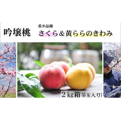 ふるさと納税 福島市 吟壌桃「さくら&amp;黄ららのきわみ」約2kg[2024年発送]No.1523