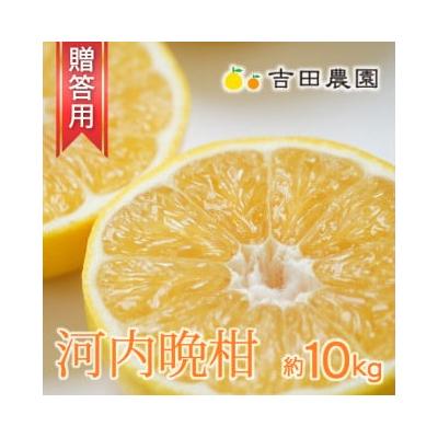 ふるさと納税 愛南町 [高評価★4.5] 数量限定 先行受付 贈答用 河内晩柑 10kg みかん 吉田農園 愛南町 愛媛県