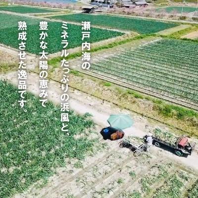 ふるさと納税 淡路市 【新たまねぎ】淡路島たまねぎ(5キロ)【発送時期:5月頃】 aa28008の画像