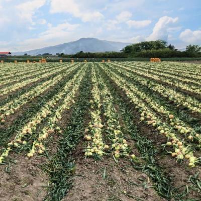 ふるさと納税 南あわじ市 新玉ねぎ 淡路島南あわじ市 5kg 早生 ◆配送4月下旬〜5月下旬の画像
